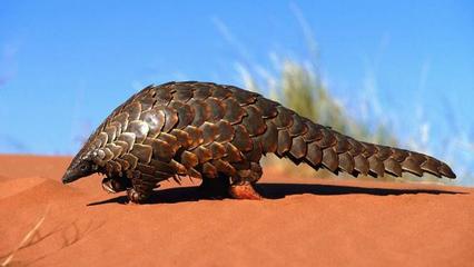 穿山甲能當(dāng)寵物養(yǎng)嗎？東西方飼養(yǎng)觀念的差異