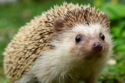 養(yǎng)刺猬的正確飼料選擇與注意事項(xiàng)