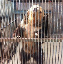 動物園里那些事兒 飼養(yǎng)員的日常趣聞