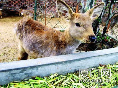 梅花鹿南遷記 廈門冬季的冷水浴與適應(yīng)性飼養(yǎng)管理