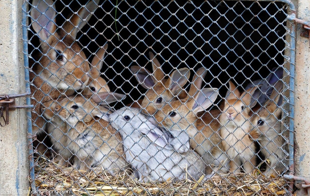法國盧瓦爾地區馬耶訥省老農場中的兔子飼養藝術